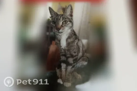 Lost pets Norfolk, photo: Lost cat, Nottaway Street, 3528, Richmond - very friendly female