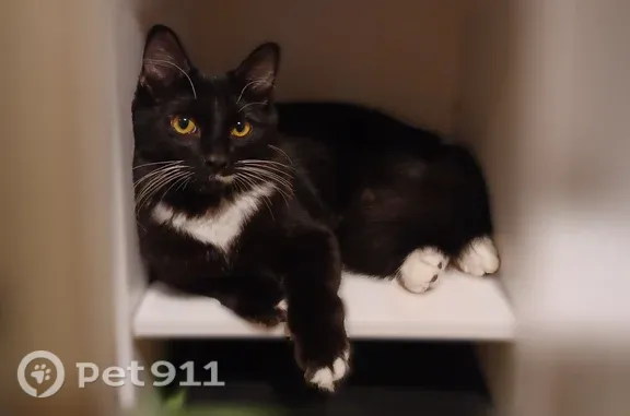 Lost cat, 24th Street West, 5750, South Bradenton, Bradenton - male, long-haired tuxedo, very long whiskers - photo