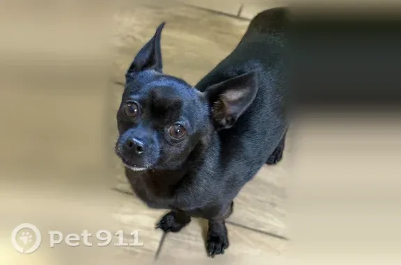 Missing dog Phoenix, photo: Lost dog, North 54th Lane, 3008, Phoenix - male, small, pointy ears