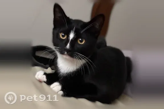 Dill is a small, 4 month old tuxedo kitten. He escaped through on 8/27 and hasn’t been seen since. He is actually a foster kitten and had only been with me for a total of 3 days prior to disappearing. His sibling kitten is still here with me.