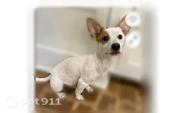 Lost dog, Home Drive, 420, Pittsburgh, McKeesport - female, white corgi/heeler mix - photo