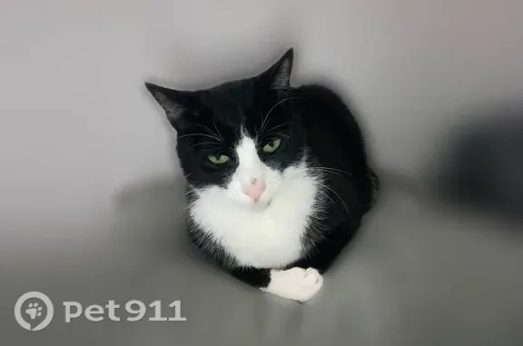 Lost Cat, Hobson Road Southwest, 21750, Centralia, Dallas — black-and-white tuxedo cat - photo