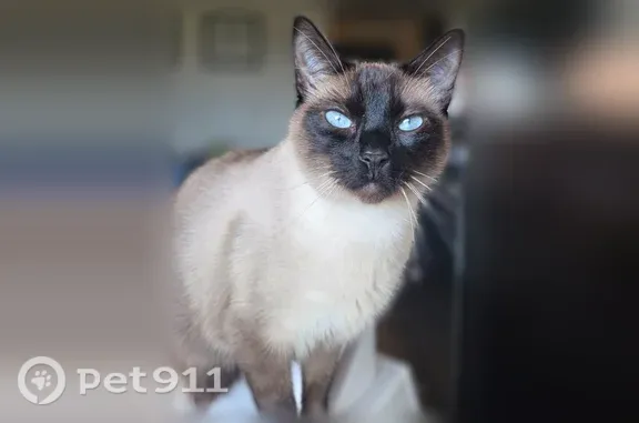 Lost cat, Northwest Barnes Road, 12328, Portland - male, multi-colored body, black face - photo