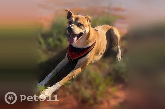 Lost pets Oklahoma City, photo: Lost dog, South Post Road, 9580, Oklahoma City — shy, good with people