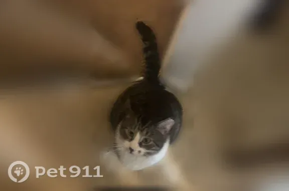 Lost pets Huntington, photo: Lost cat, 15th Street, Huntington - male, named Ricky
