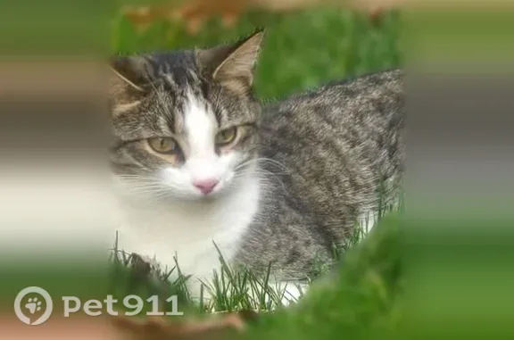 Lost cat, Hunters Run, 10, Franklin - male - photo