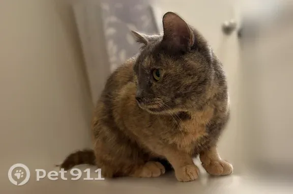 Lost cat, Mount Hope Street, 53, Lowell — small and skittish, very friendly - photo