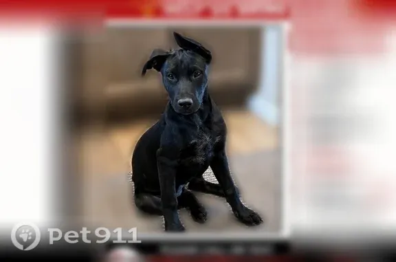 Lost dog, Forest Hills Lane, 1228, Fort Collins - female, all black lab - photo