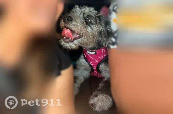 Lost pets Tempe, photo: Lost dog - female, Tempe