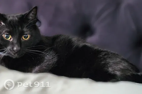 Missing cat Stanleytown, photo: Lost cat, Edgewood Drive, Stanleytown, Bassett - female, black Domestic Shorthair, very skittish