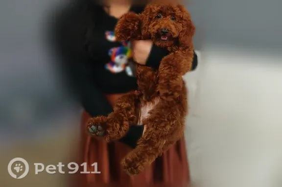 Lost dog, Minors Lane, Louisville - male toy poodle - photo