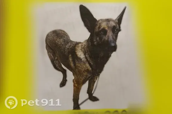 Lost dog, Gardenia Street, Oceanside - brindle female with blue collar - photo