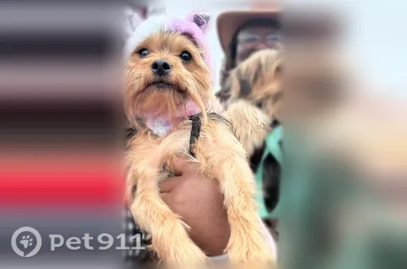 Lost dog, Durant Drive, Batesburg-Leesville - female Yorkie - photo