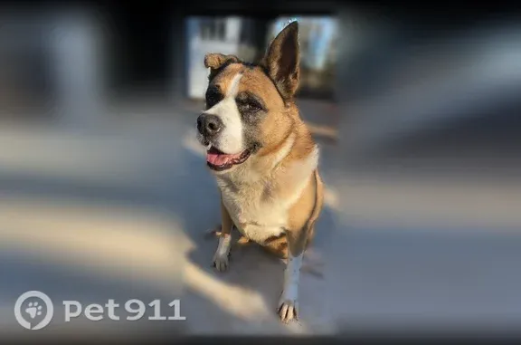 Lost dog, Cummings Road, 2799, Zenith, Reynolds — female, about 9-10 years old - photo