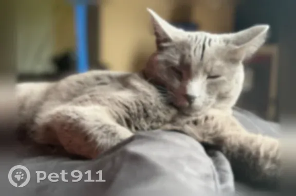Lost cat, Hibiscus Drive, Columbia - female, skittish gray cat with hazel eyes - photo