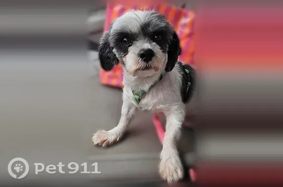Lost pets Durham, photo: Lost dog, Shannon Road, 3300, Durham — white and black, scar on belly