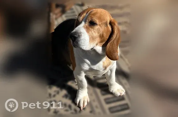 Lost dog, Walden Avenue, 15633, Northdale, Tampa - male Beagle - photo