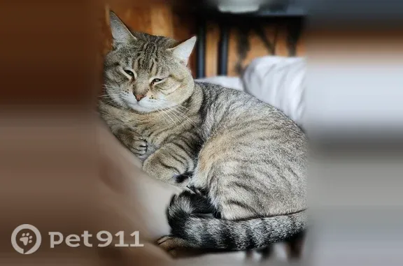 Lost pets Chicago, photo: Lost cat, Burma Road, 4806, McFarland, Chicago - grey tabby, scared of people