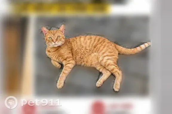 Lost cat, New York Avenue, 2810, Union City, Arlington - male, 10 years old - photo