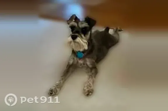 Lost dog, East 87th Street, 8004, Tulsa - female mini schnauzer, red collar, chipped - photo