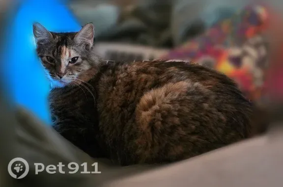 Lost cat, Merriman Road, 2956, Medford - female, fluffy and well groomed - photo