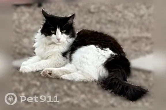 Missing cat Bloomfield, photo: Lost cat, Bloomfield, New Mexico - black and white with a scar on the right ear