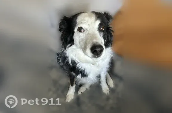 Lost pets Star, photo: Lost dog, North Can Ada Road, Idaho, Star - very friendly, weak back right leg