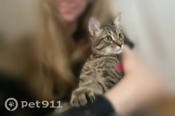 Lost cat, Sullivan Street, Madison — brown striped tabby - photo