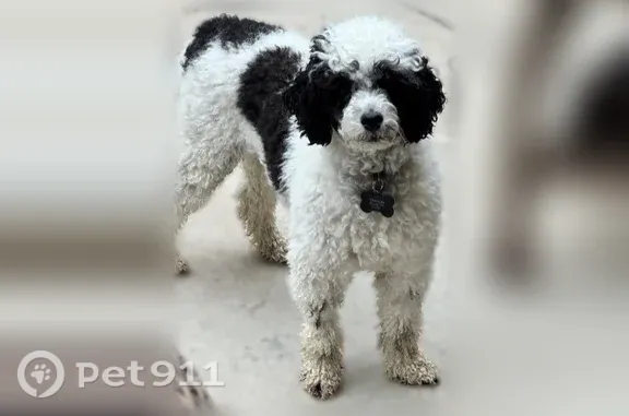 Lost dog, Bristlecone Street, Brighton, Arlington - very skittish - photo