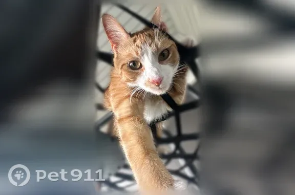 Missing cat Traverse City, photo: Lost cat, Orchard Circle Drive, 2425, Traverse City - male orange tabby with white markings