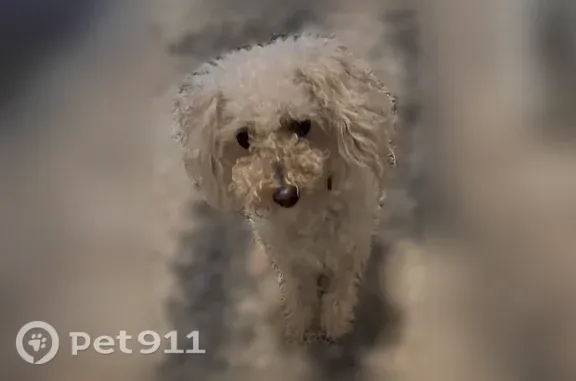 Lost dog, Hopewell Road, 16215, Alpharetta — female, cream/golden, very curly coat - photo
