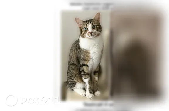 Lost pets Houston, photo: Lost cat, Essex Lane, 3919, Houston - brown tabby, needs medicine urgently