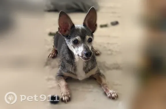 Lost dog, East El Parque Drive, 1253, Tempe — small brown senior chi mix - photo
