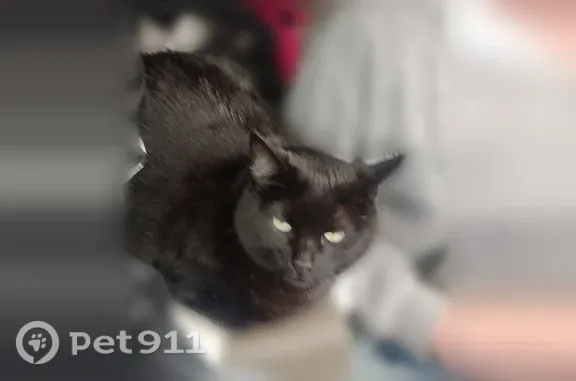 Lost cat, Chemawa Loop Northeast, Keizer — solid black, green eyes - photo
