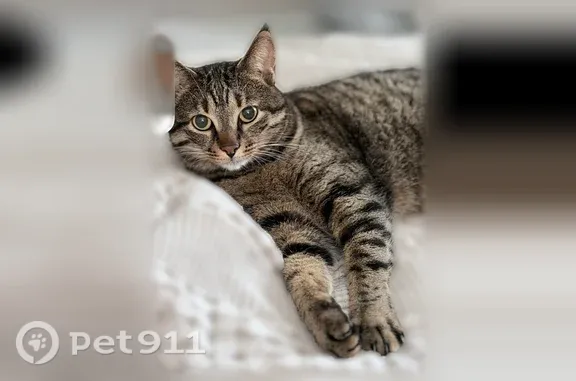 Lost cat, Ringwood Avenue, 1150, Pompton Lakes - male with black stripes - photo
