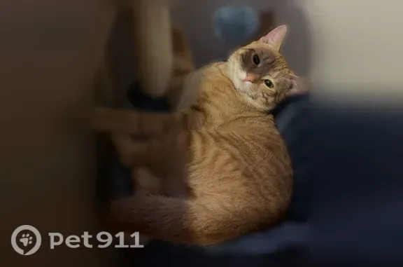 Missing cat Bohemia, photo: Lost cat, Lincoln Avenue, 820, Bohemia — male, orange tabby