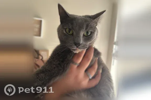 Lost cat, Mahogany Run, 4103, Winter Haven - female with green eyes - photo