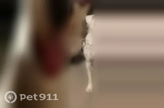 Lost pets Brownsville, photo: Lost dog, Crestview Drive, 1326, Brownsville — white male boxer with tiger stripe patch on his eye