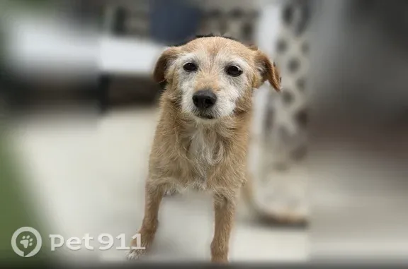 Lost dog, Airport Way, 617, Modesto - male, caramel-colored, elderly - photo
