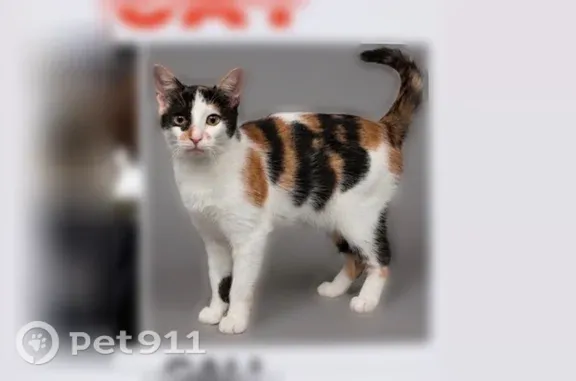 Lost pets Brooklyn, photo: Lost cat, East 39th Street, 175, Brooklyn — female, answers to Cali
