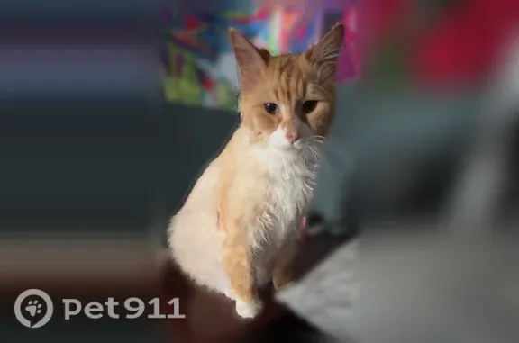 Missing cat Medina, photo: Lost cat, West Avenue, 907, Medina — male, orange and white fur, blue/green eyes