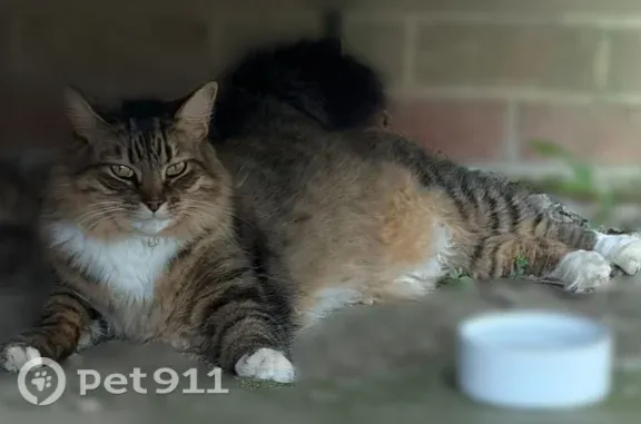 Found cat Raleigh, photo: Found cat, Reavis Road, 4105, Raleigh — yellow collar