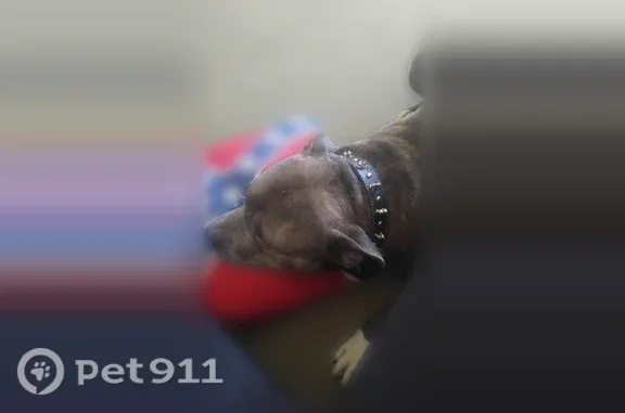 Lost dog, Riverside Road, 12, Essex - deaf, very friendly - photo
