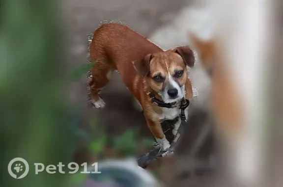 Found pets Shreveport, photo: Found dog, Mesa Drive, 3336, Shreveport - two small dogs
