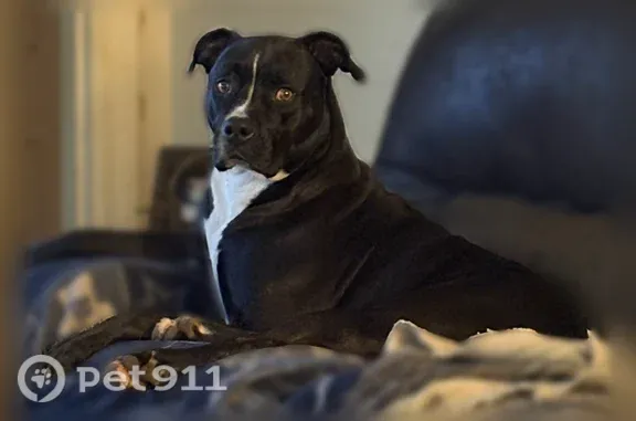 Lost pets Wichita Falls, photo: Lost dog, Kenesaw Avenue, 2998, Wichita Falls - tall, friendly male