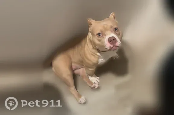 Lost dog, Chalfont Street, 334, Pittsburgh - photo