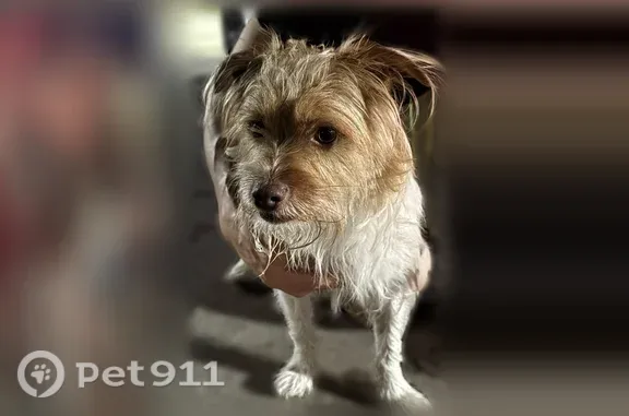 Found pets Houston, photo: Found dog, Memorial City Mall, 303, Houston — white and light brown Jack Russell