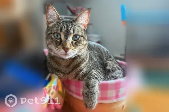 Male tabby cat 3 years old, thin. Very friendly, good hunter, please check out buildings or garages he may have entered to hunt mice.