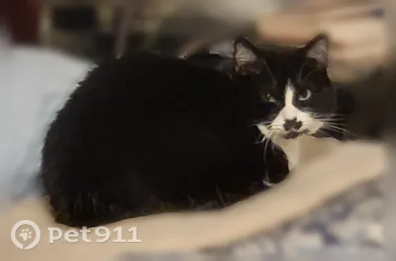 Lost pets Fort Collins, photo: Lost cat, East Saturn Drive, 591, Fort Collins — female, white and black