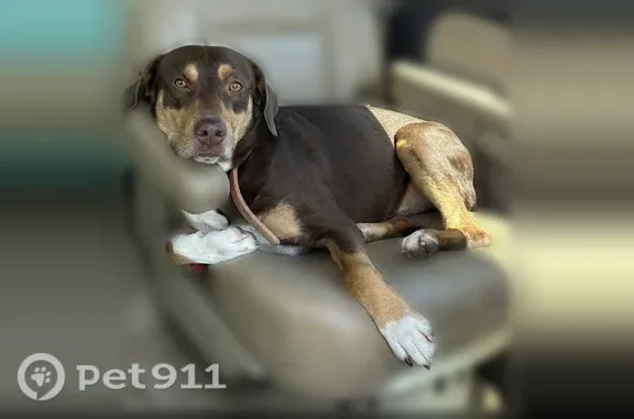 Lost dog, James Street, 64, Tallapoosa — male, no tail - photo